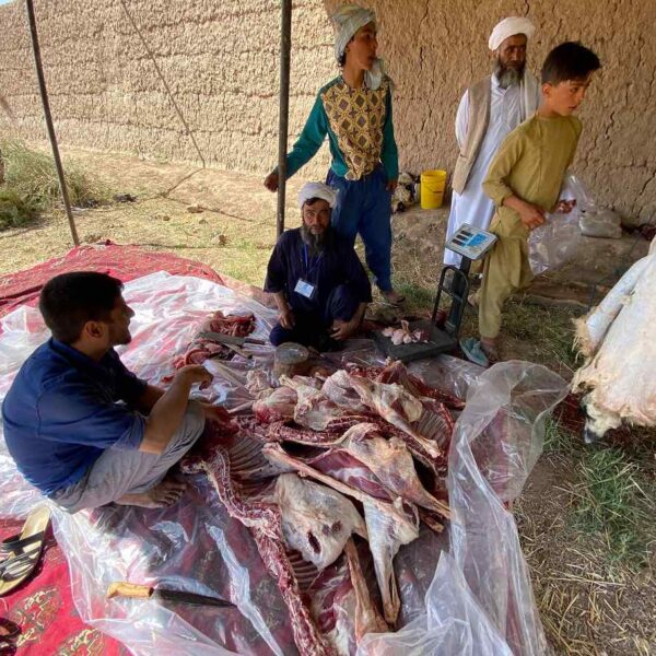 Qurbani-Zara (1) Qurbani Zara (1)