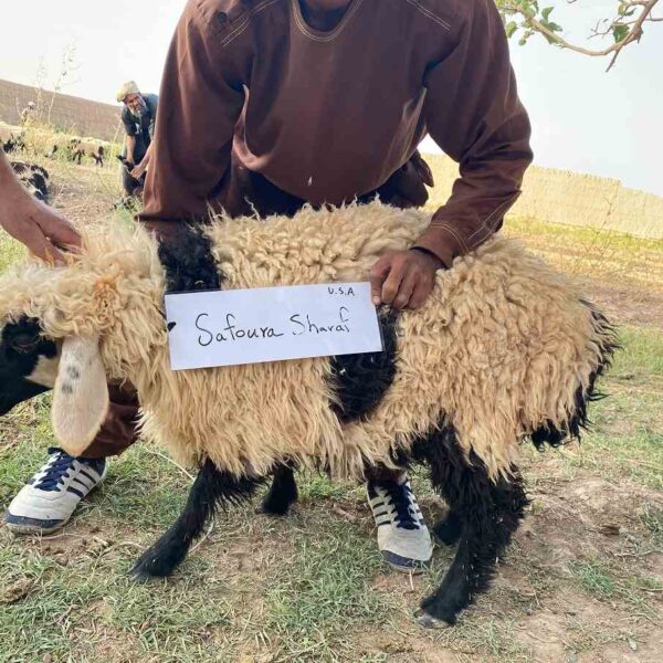 Qurbani-Zara (10) Qurbani Zara (10)